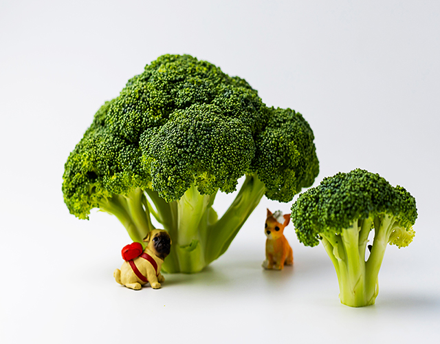 西藍(lán)花、蔬菜、食材-康興醫(yī)療器械官網(wǎng)